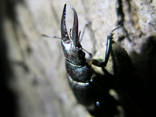 «ö¦¹¦b·sµøµ¡ÂsÄý¹Ï¤ù