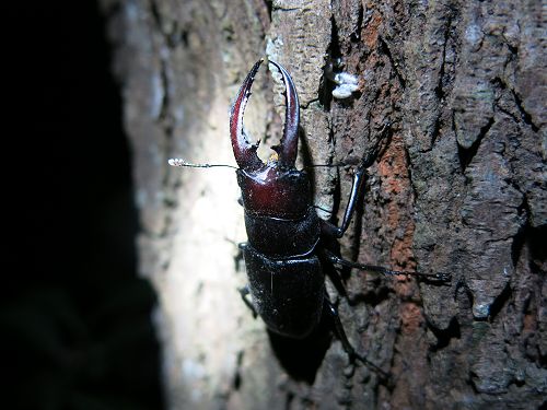 «ö¦¹¦b·sµøµ¡ÂsÄý¹Ï¤ù