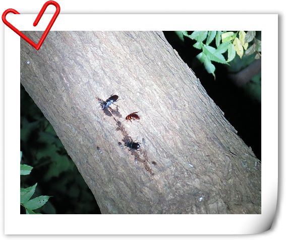 «ö¦¹¦b·sµøµ¡ÂsÄý¹Ï¤ù