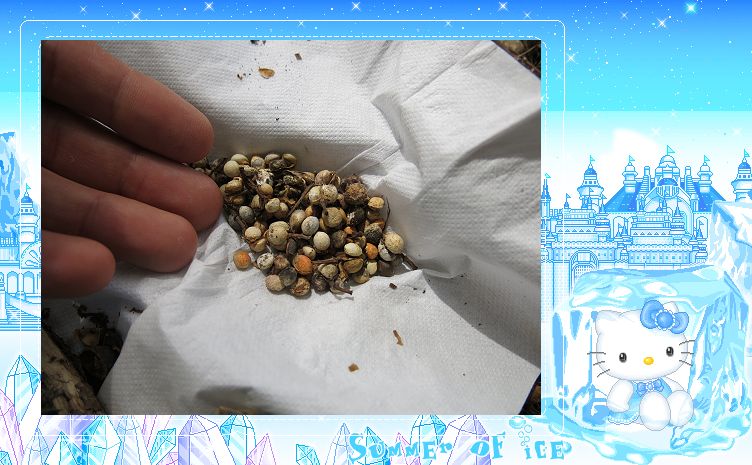 «ö¦¹¦b·sµøµ¡ÂsÄý¹Ï¤ù