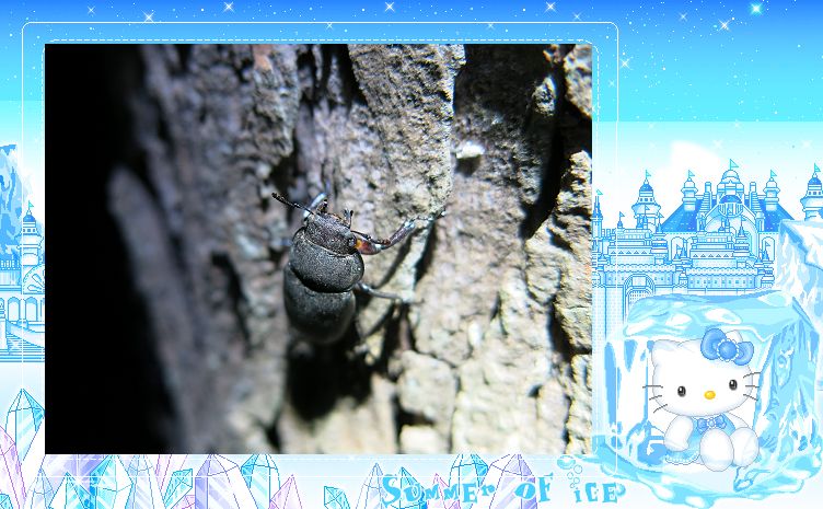 «ö¦¹¦b·sµøµ¡ÂsÄý¹Ï¤ù