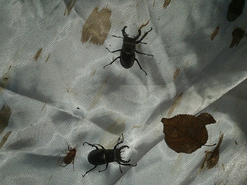 «ö¦¹¦b·sµøµ¡ÂsÄý¹Ï¤ù