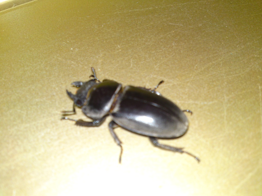 «ö¦¹¦b·sµøµ¡ÂsÄý¹Ï¤ù