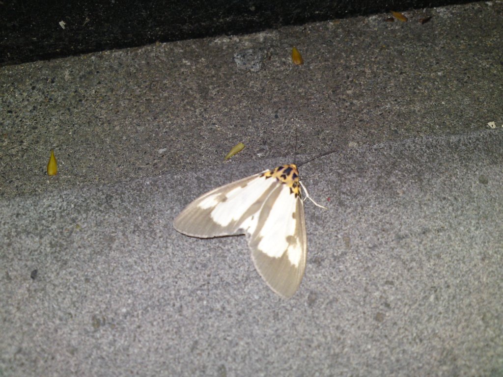 «ö¦¹¦b·sµøµ¡ÂsÄý¹Ï¤ù