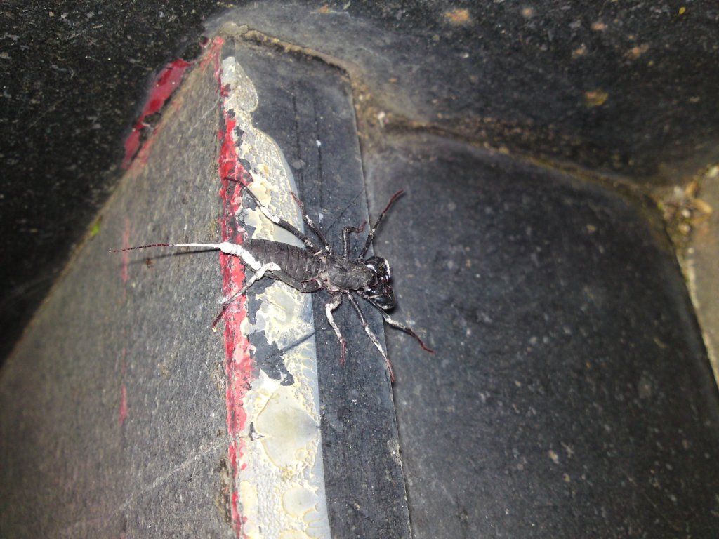 «ö¦¹¦b·sµøµ¡ÂsÄý¹Ï¤ù