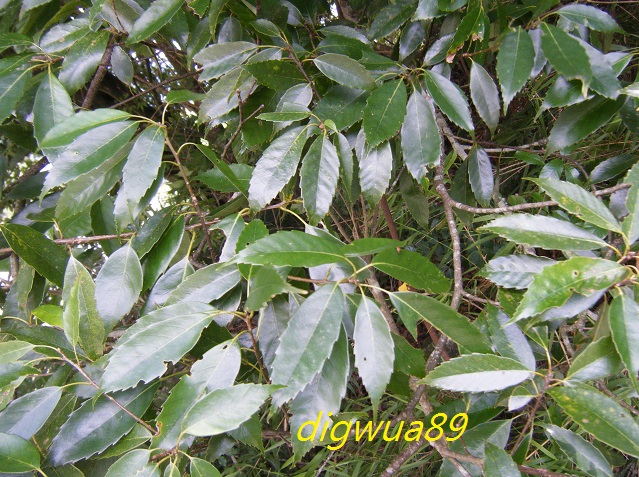 «ö¦¹¦b·sµøµ¡ÂsÄý¹Ï¤ù