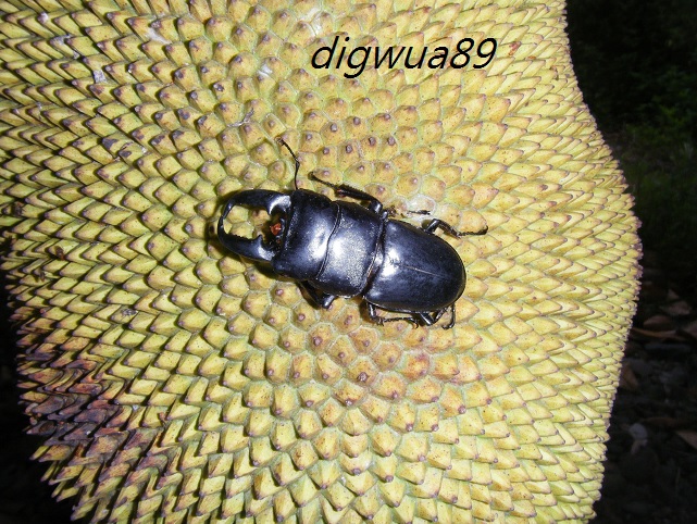 «ö¦¹¦b·sµøµ¡ÂsÄý¹Ï¤ù