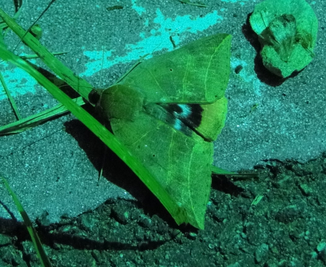 «ö¦¹¦b·sµøµ¡ÂsÄý¹Ï¤ù