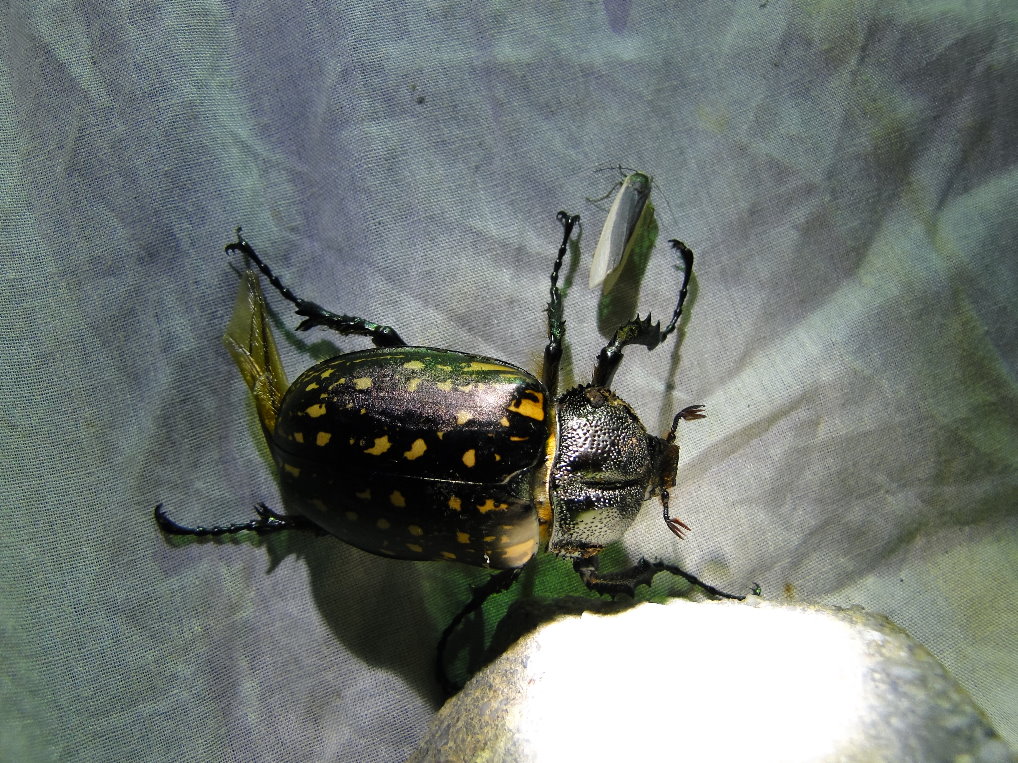 «ö¦¹¦b·sµøµ¡ÂsÄý¹Ï¤ù