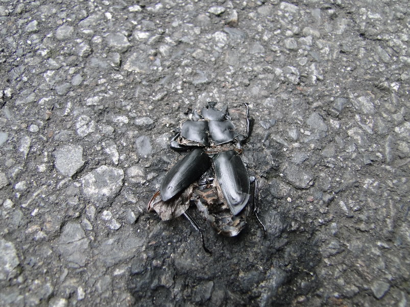 «ö¦¹¦b·sµøµ¡ÂsÄý¹Ï¤ù