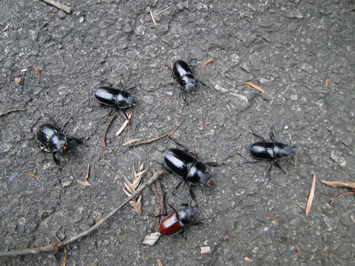 «ö¦¹¦b·sµøµ¡ÂsÄý¹Ï¤ù