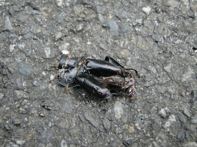 «ö¦¹¦b·sµøµ¡ÂsÄý¹Ï¤ù