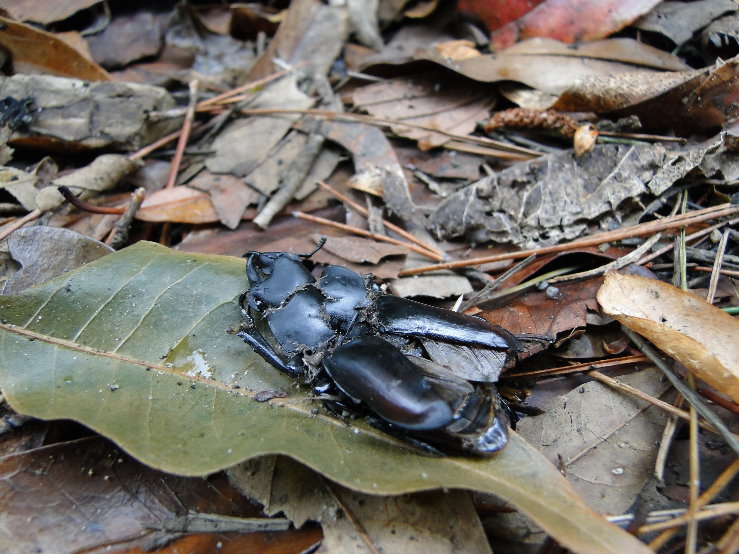 «ö¦¹¦b·sµøµ¡ÂsÄý¹Ï¤ù