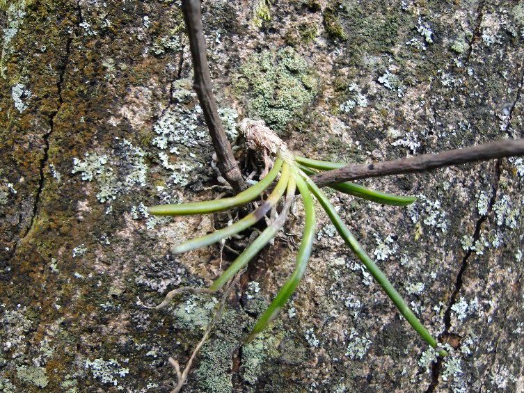 «ö¦¹¦b·sµøµ¡ÂsÄý¹Ï¤ù