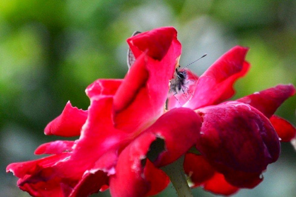 «ö¦¹¦b·sµøµ¡ÂsÄý¹Ï¤ù