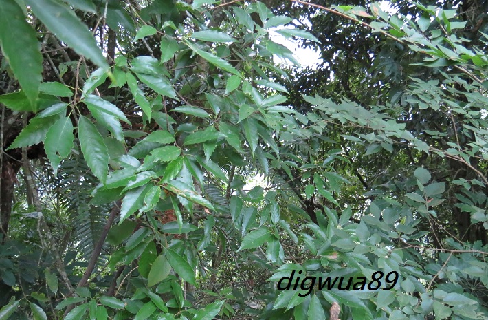 «ö¦¹¦b·sµøµ¡ÂsÄý¹Ï¤ù