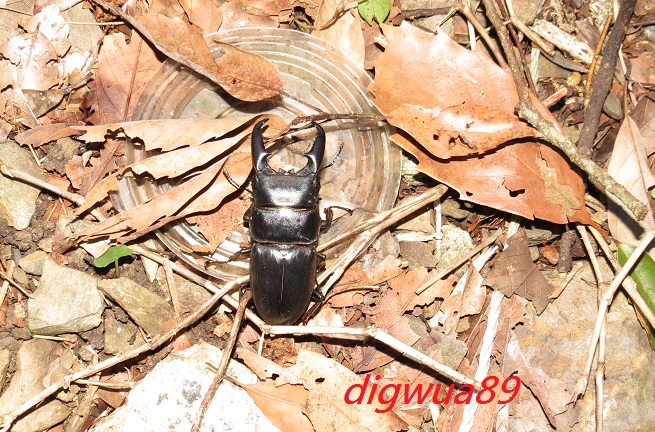 «ö¦¹¦b·sµøµ¡ÂsÄý¹Ï¤ù