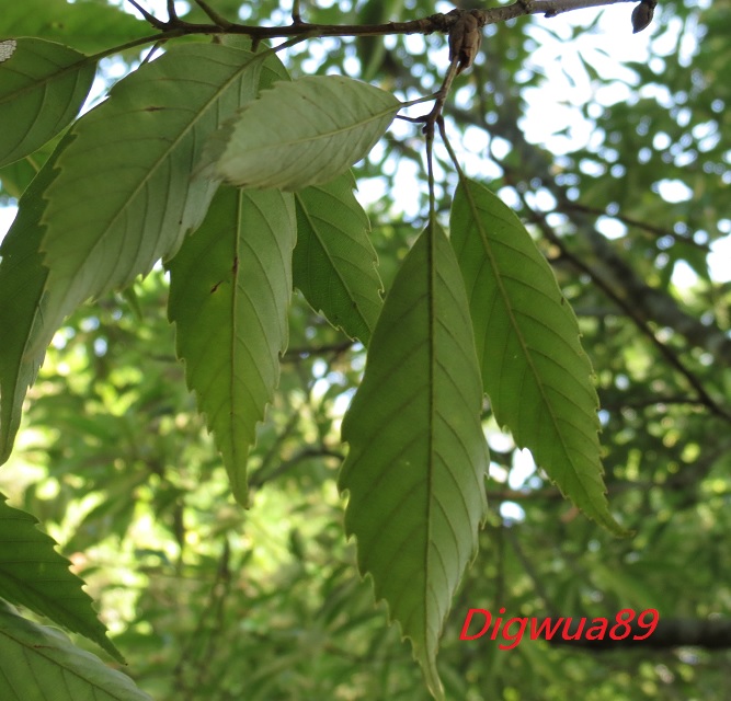 «ö¦¹¦b·sµøµ¡ÂsÄý¹Ï¤ù