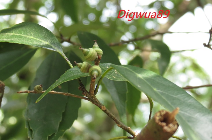 «ö¦¹¦b·sµøµ¡ÂsÄý¹Ï¤ù