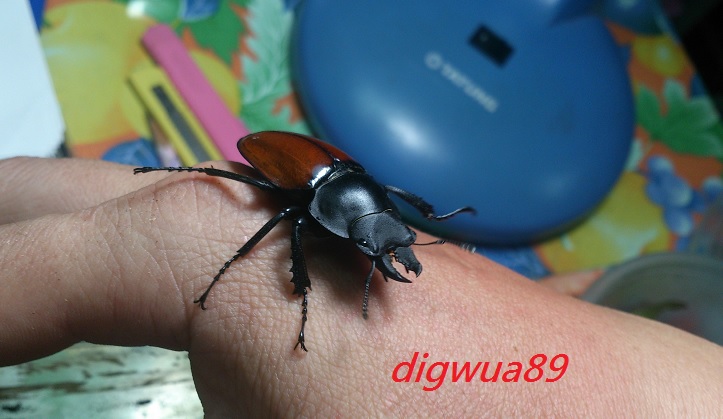 «ö¦¹¦b·sµøµ¡ÂsÄý¹Ï¤ù