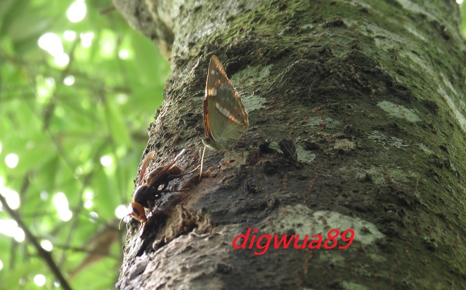 «ö¦¹¦b·sµøµ¡ÂsÄý¹Ï¤ù