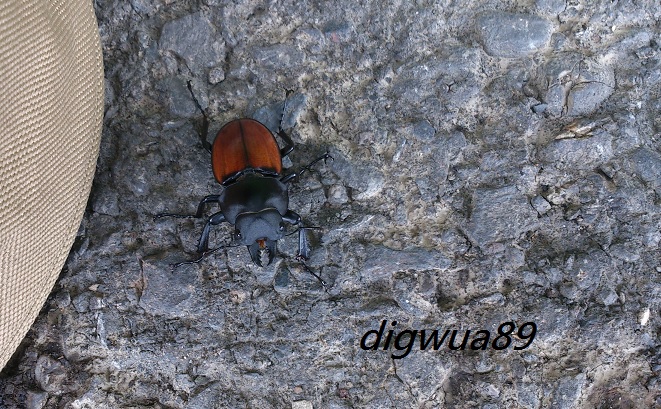 «ö¦¹¦b·sµøµ¡ÂsÄý¹Ï¤ù