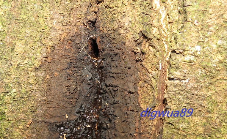 «ö¦¹¦b·sµøµ¡ÂsÄý¹Ï¤ù