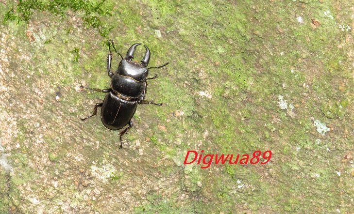 «ö¦¹¦b·sµøµ¡ÂsÄý¹Ï¤ù