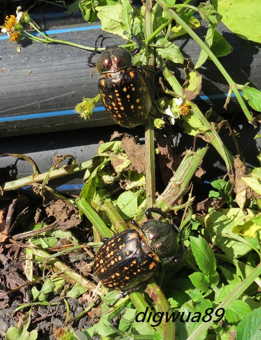 «ö¦¹¦b·sµøµ¡ÂsÄý¹Ï¤ù