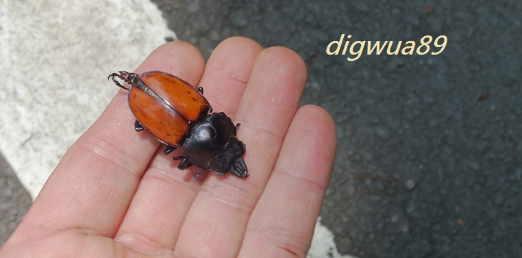 «ö¦¹¦b·sµøµ¡ÂsÄý¹Ï¤ù