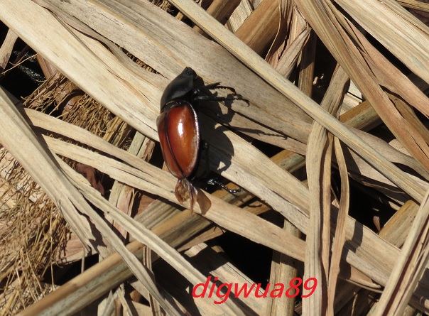 «ö¦¹¦b·sµøµ¡ÂsÄý¹Ï¤ù