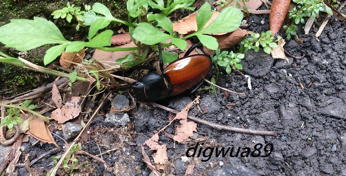 «ö¦¹¦b·sµøµ¡ÂsÄý¹Ï¤ù