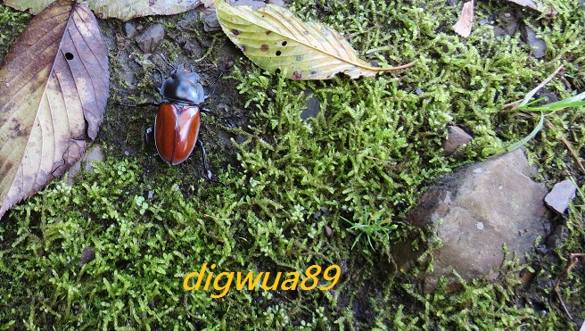 «ö¦¹¦b·sµøµ¡ÂsÄý¹Ï¤ù