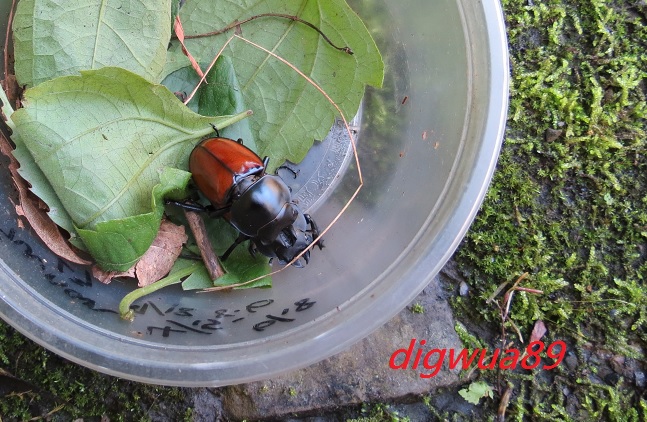 «ö¦¹¦b·sµøµ¡ÂsÄý¹Ï¤ù