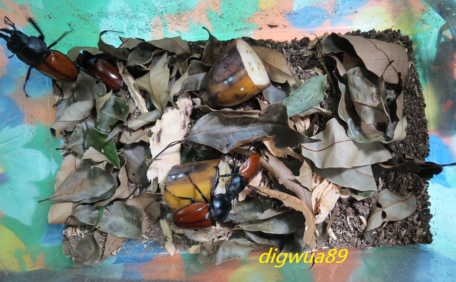 «ö¦¹¦b·sµøµ¡ÂsÄý¹Ï¤ù