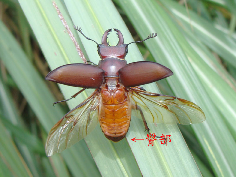 «ö¦¹¦b·sµøµ¡ÂsÄý¹Ï¤ù