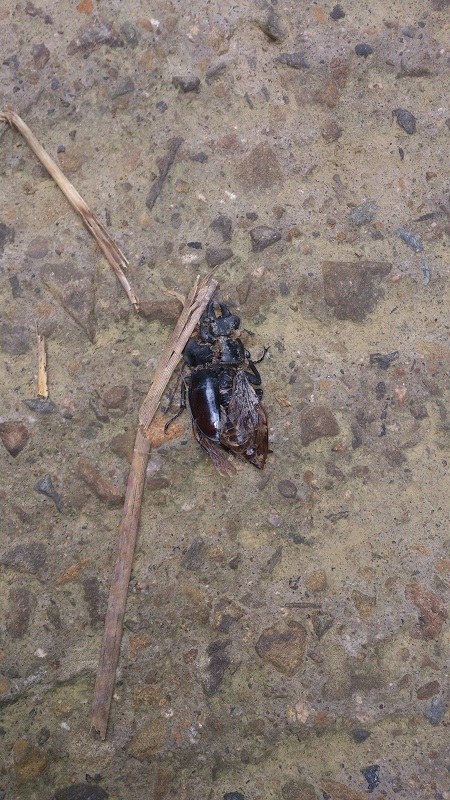 «ö¦¹¦b·sµøµ¡ÂsÄý¹Ï¤ù