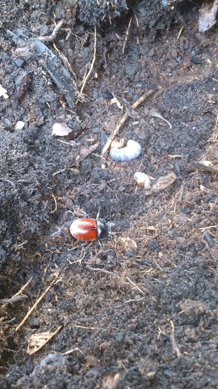 «ö¦¹¦b·sµøµ¡ÂsÄý¹Ï¤ù