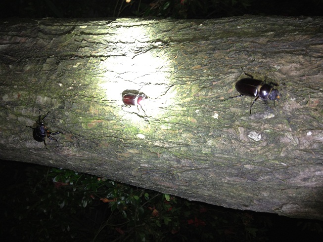 «ö¦¹¦b·sµøµ¡ÂsÄý¹Ï¤ù