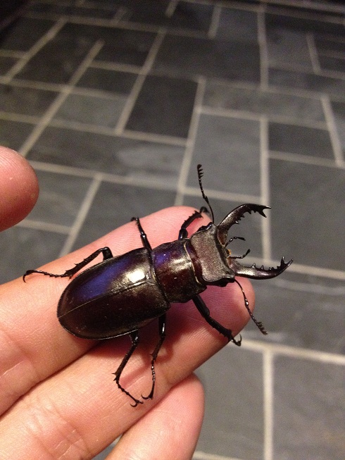 «ö¦¹¦b·sµøµ¡ÂsÄý¹Ï¤ù