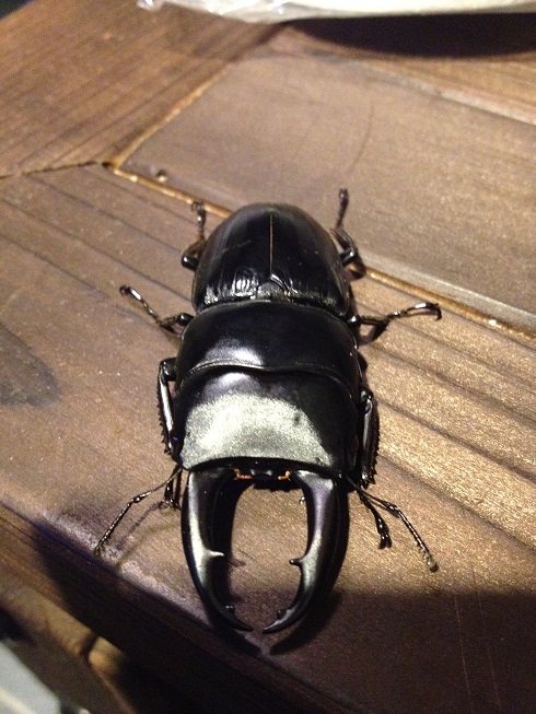 «ö¦¹¦b·sµøµ¡ÂsÄý¹Ï¤ù