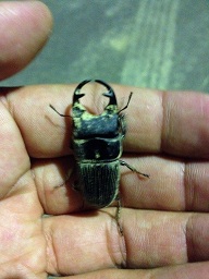 «ö¦¹¦b·sµøµ¡ÂsÄý¹Ï¤ù