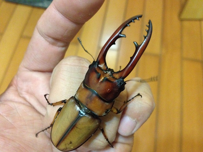 «ö¦¹¦b·sµøµ¡ÂsÄý¹Ï¤ù