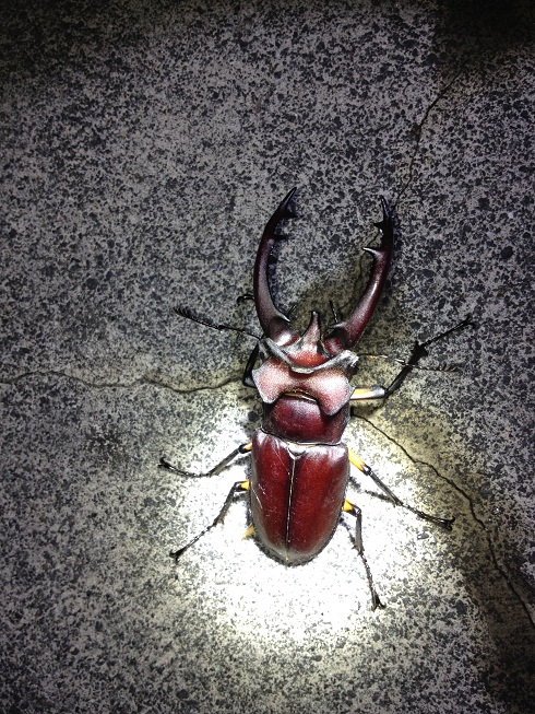 «ö¦¹¦b·sµøµ¡ÂsÄý¹Ï¤ù