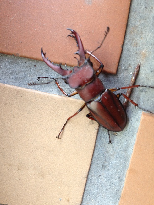 «ö¦¹¦b·sµøµ¡ÂsÄý¹Ï¤ù