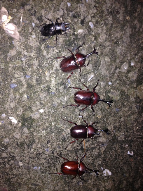 «ö¦¹¦b·sµøµ¡ÂsÄý¹Ï¤ù