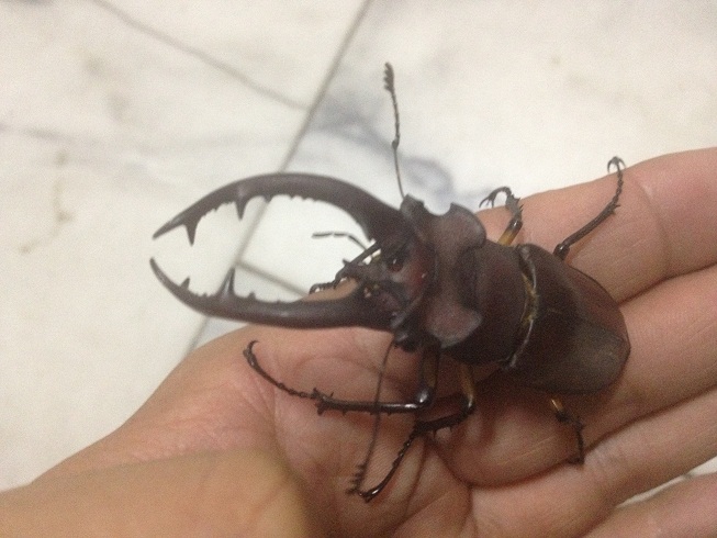 «ö¦¹¦b·sµøµ¡ÂsÄý¹Ï¤ù