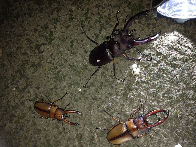 «ö¦¹¦b·sµøµ¡ÂsÄý¹Ï¤ù