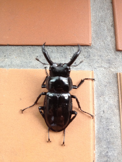 «ö¦¹¦b·sµøµ¡ÂsÄý¹Ï¤ù