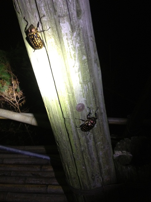 «ö¦¹¦b·sµøµ¡ÂsÄý¹Ï¤ù